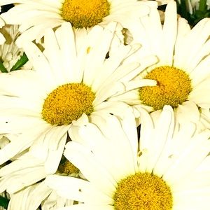 Meet your Posher, Lanie